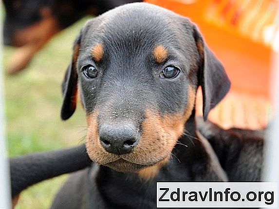 Przeros艂e Katar: Objawy I Leczenie Przerostowa i rozrost b艂ony 艣luzowej nosa: r贸偶ni si臋 od przezi臋bienia, sposoby leczenia