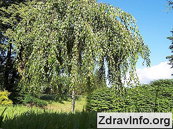 Huş katran uygulanması: tıpta ve sadece Huş katran uygulanması: tıpta ve sadece